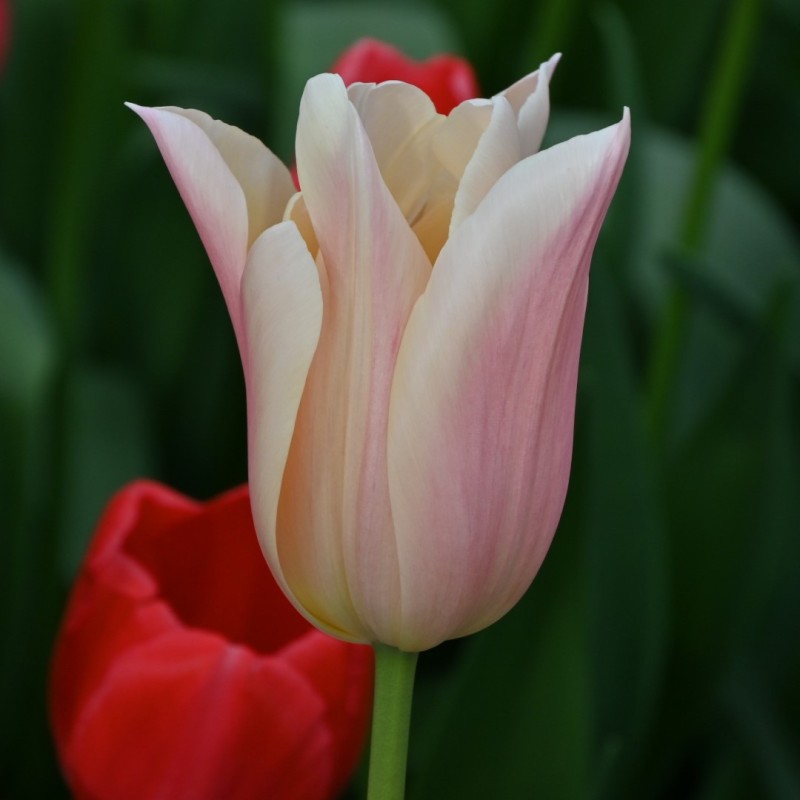 Tulipa 'Sanne' Tulipa 'Sanne'