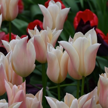Tulipa 'Sanne' Tulipa 'Sanne'