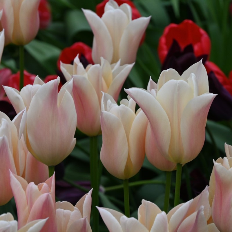 Tulipa 'Sanne' Tulipa 'Sanne'