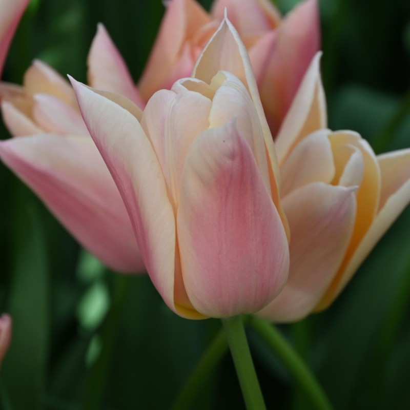 Tulipa 'Sanne' Tulipa 'Sanne'