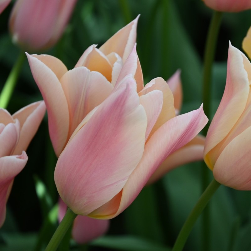 Tulipa 'Sanne' Tulipa 'Sanne'