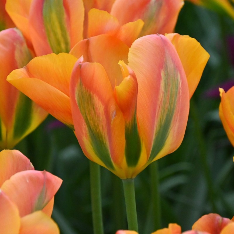 Tulipa 'Orange Marmelade' Tulipa 'Orange Marmelade'