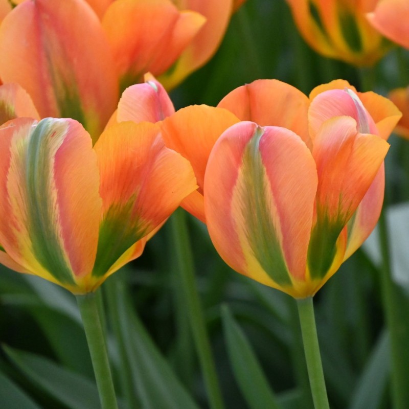 Tulipa 'Orange Marmelade' Tulipa 'Orange Marmelade'