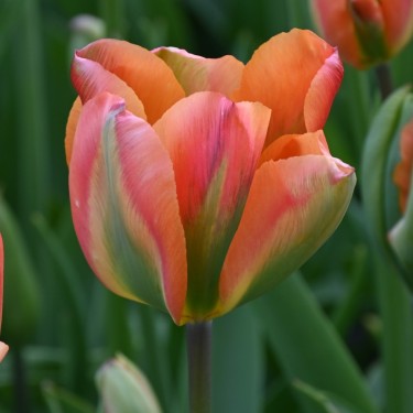 Tulipa 'Orange Marmelade' Tulipa 'Orange Marmelade'