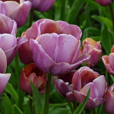 Tulipa 'Blue Heaven' Tulipa 'Blue Heaven'