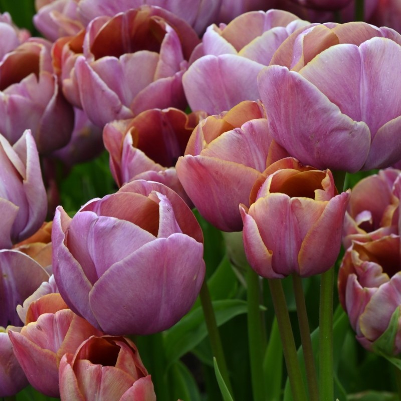 Tulipa 'Blue Heaven' Tulipa 'Blue Heaven'
