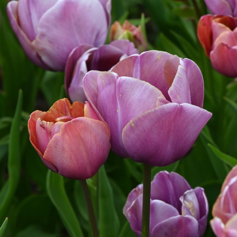 Tulipa 'Blue Heaven' Tulipa 'Blue Heaven'