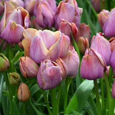 Tulipa 'Blue Heaven' Tulipa 'Blue Heaven'