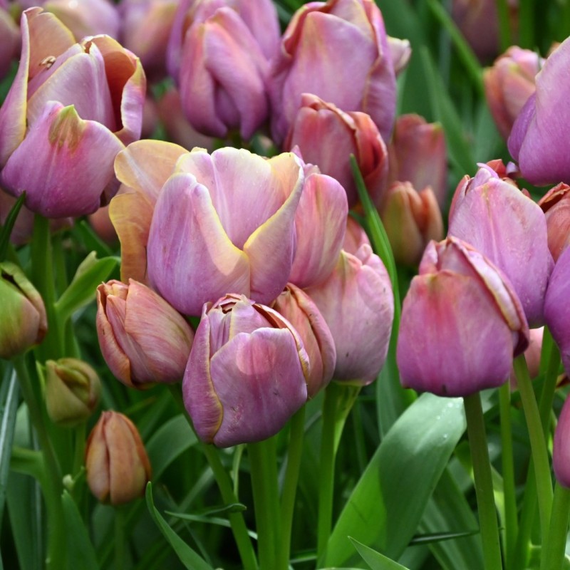 Tulipa 'Blue Heaven' Tulipa 'Blue Heaven'