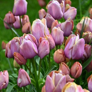 Tulipa 'Blue Heaven' Tulipa 'Blue Heaven'