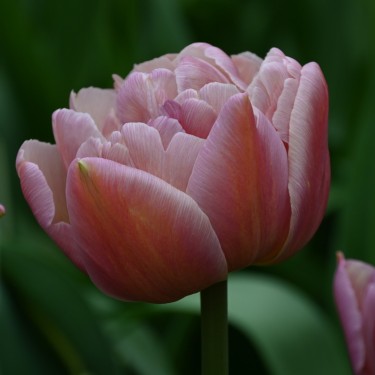 Tulipa 'Beachberry'