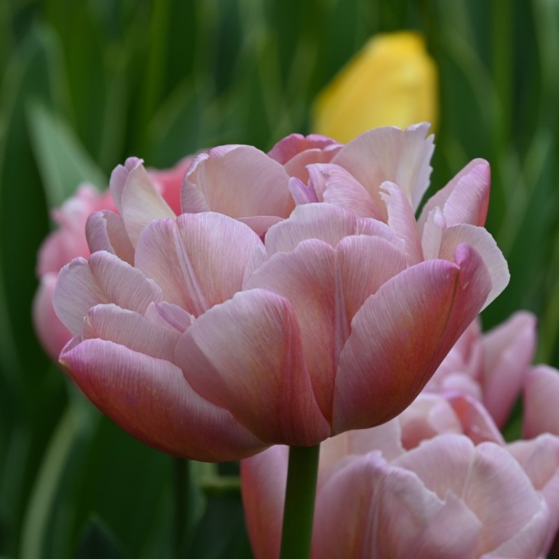 Tulipa 'Beachberry'