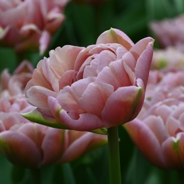 Tulipa 'Beachberry'