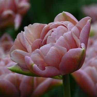 Tulipa 'Beachberry'
