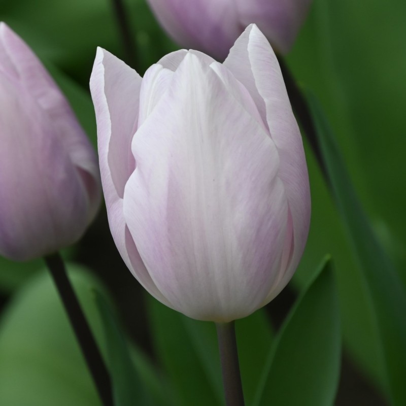 Tulipa 'Silver Cloud' Tulipa 'Silver Cloud'