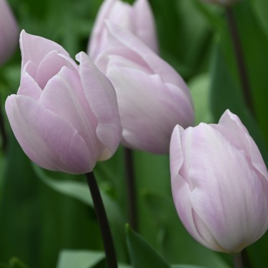 Tulipa 'Silver Cloud' Tulipa 'Silver Cloud'