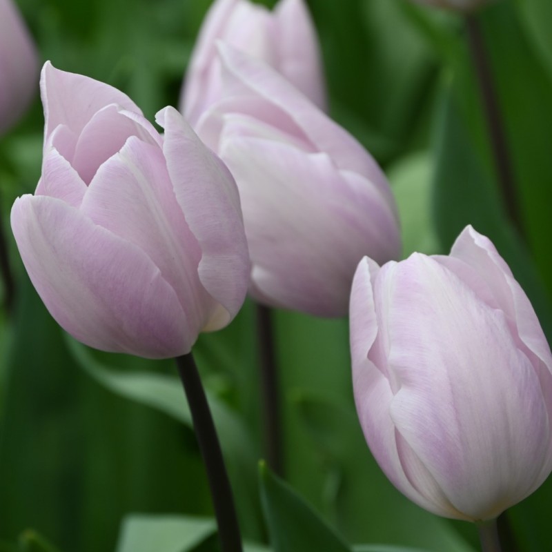 Tulipa 'Silver Cloud' Tulipa 'Silver Cloud'