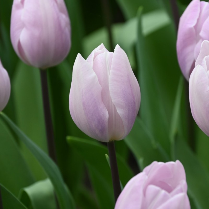Tulipa 'Silver Cloud' Tulipa 'Silver Cloud'