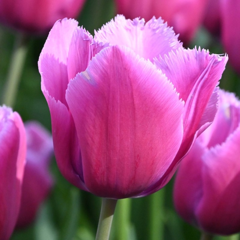 Tulipa 'Louvre' Tulipa 'Louvre'