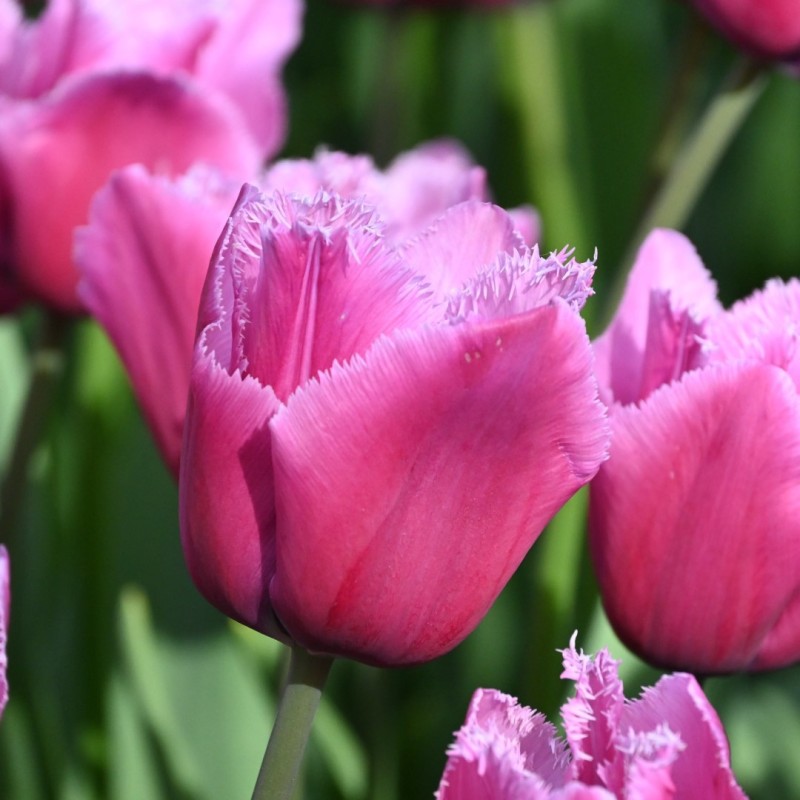 Tulipa 'Louvre' Tulipa 'Louvre'