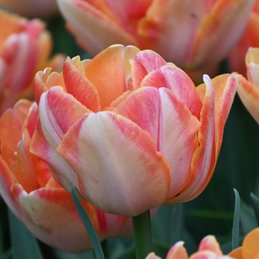 Tulipa 'Foxy Foxtrot' Tulipa 'Foxy Foxtrot'