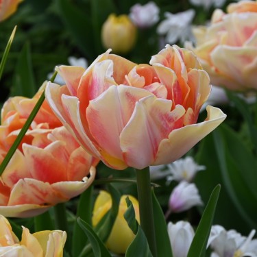 Tulipa 'Foxy Foxtrot' Tulipa 'Foxy Foxtrot'