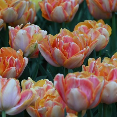 Tulipa 'Foxy Foxtrot' Tulipa 'Foxy Foxtrot'