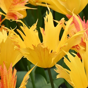 Tulipa 'Sunny Leo'