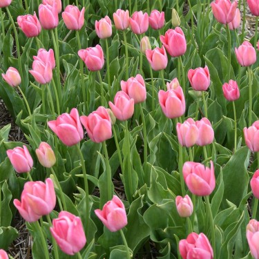 Tulipa 'Clara Butt'