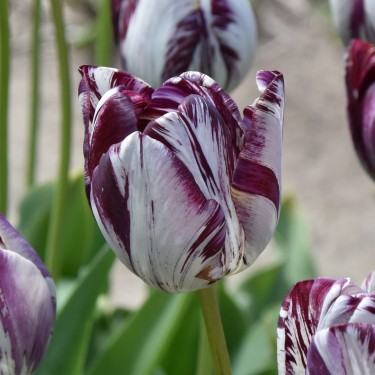 Tulipa 'Aubade'