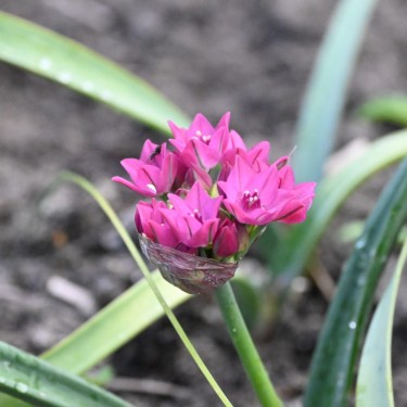 Allium oreophilum 'Samur' Allium oreophilum 'Samur'