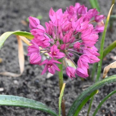Allium oreophilum 'Samur' Allium oreophilum 'Samur'