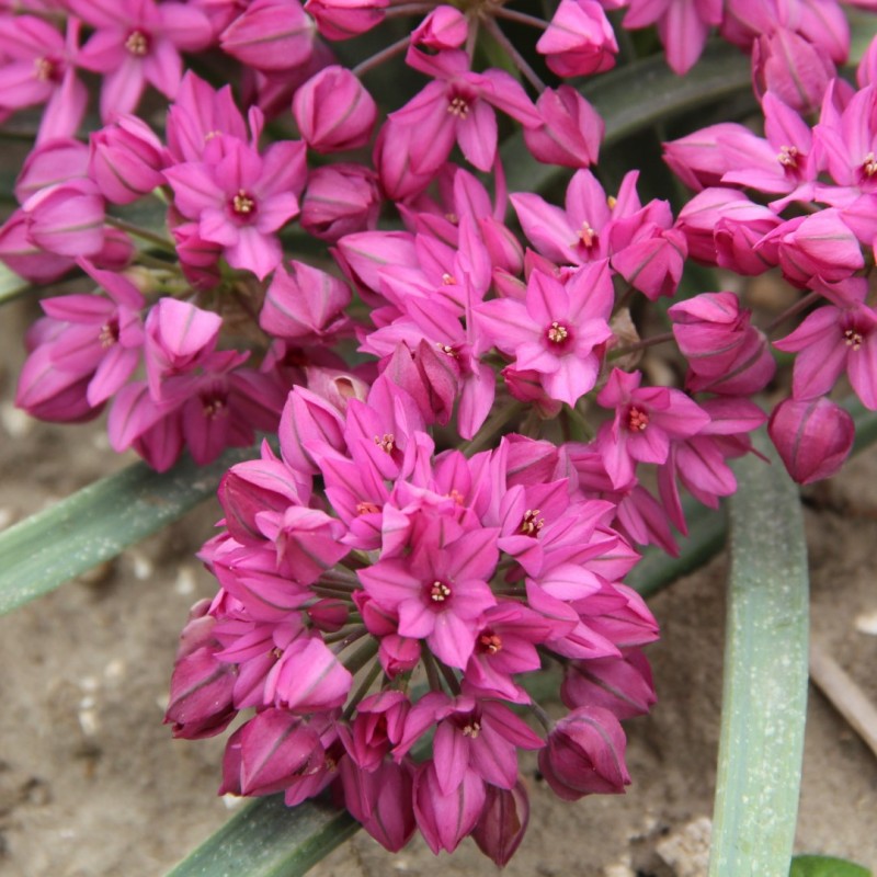 Allium oreophilum 'Samur' Allium oreophilum 'Samur'