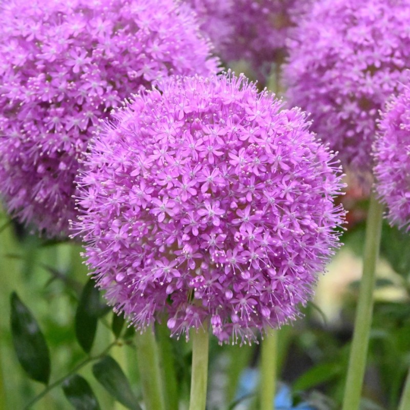Allium giganteum
