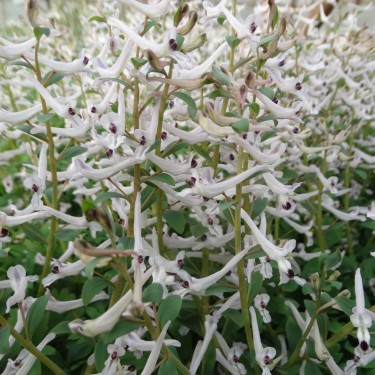 Corydalis haussknechtii