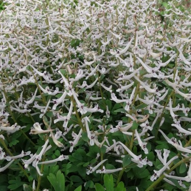 Corydalis haussknechtii Corydalis haussknechtii