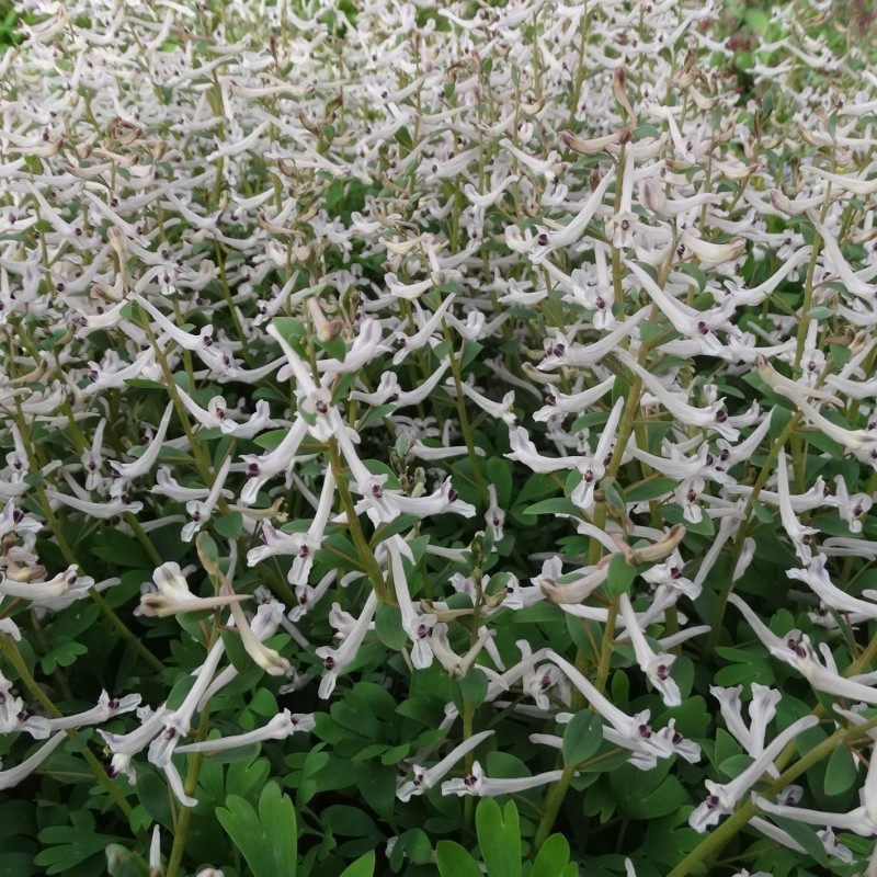 Corydalis haussknechtii Corydalis haussknechtii