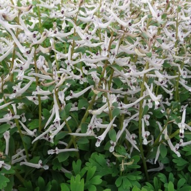 Corydalis haussknechtii Corydalis haussknechtii