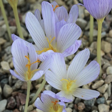 Crocus hakkariensis

