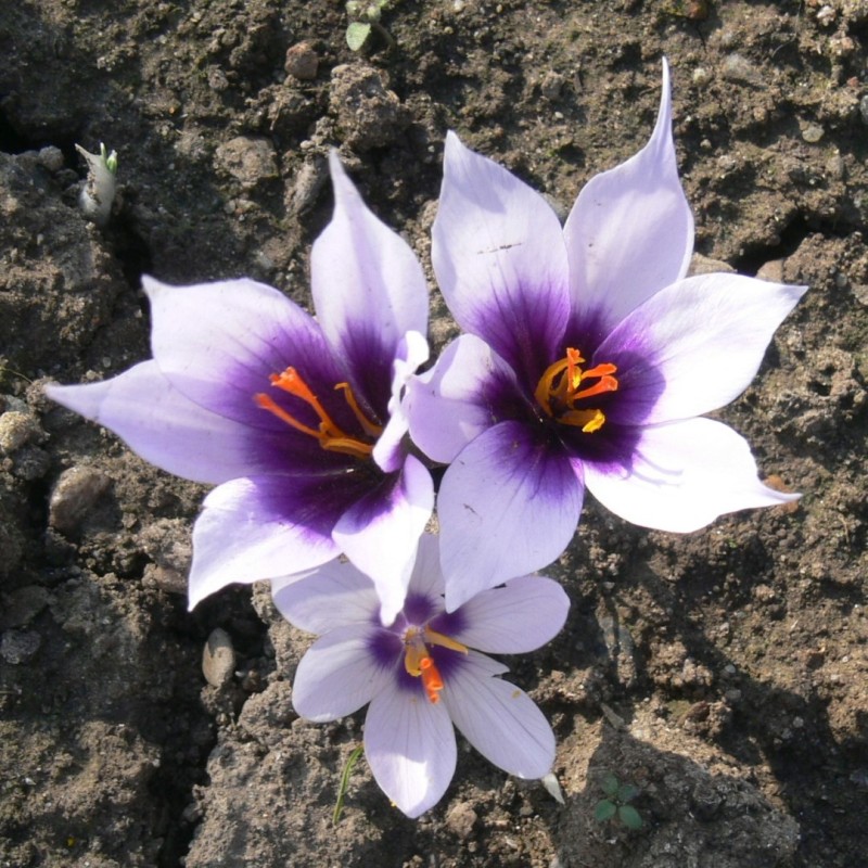 Crocus mathewii 'Star of Belpinari' Crocus mathewii 'Star of Belpinari'