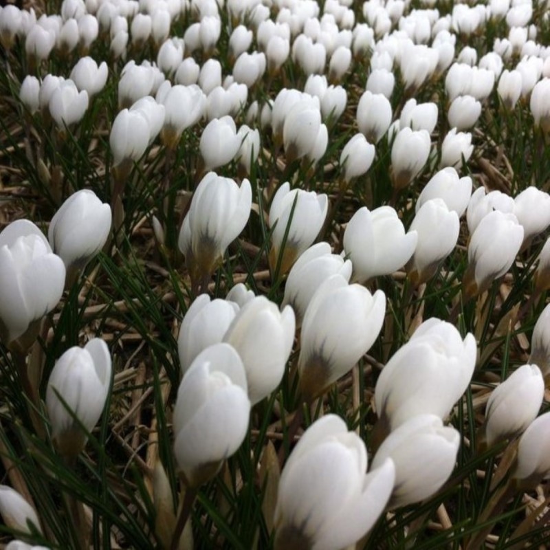 Crocus chrysanthus 'Polar Bear'