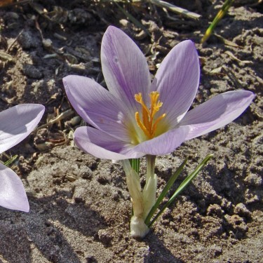 Crocus dalmaticus