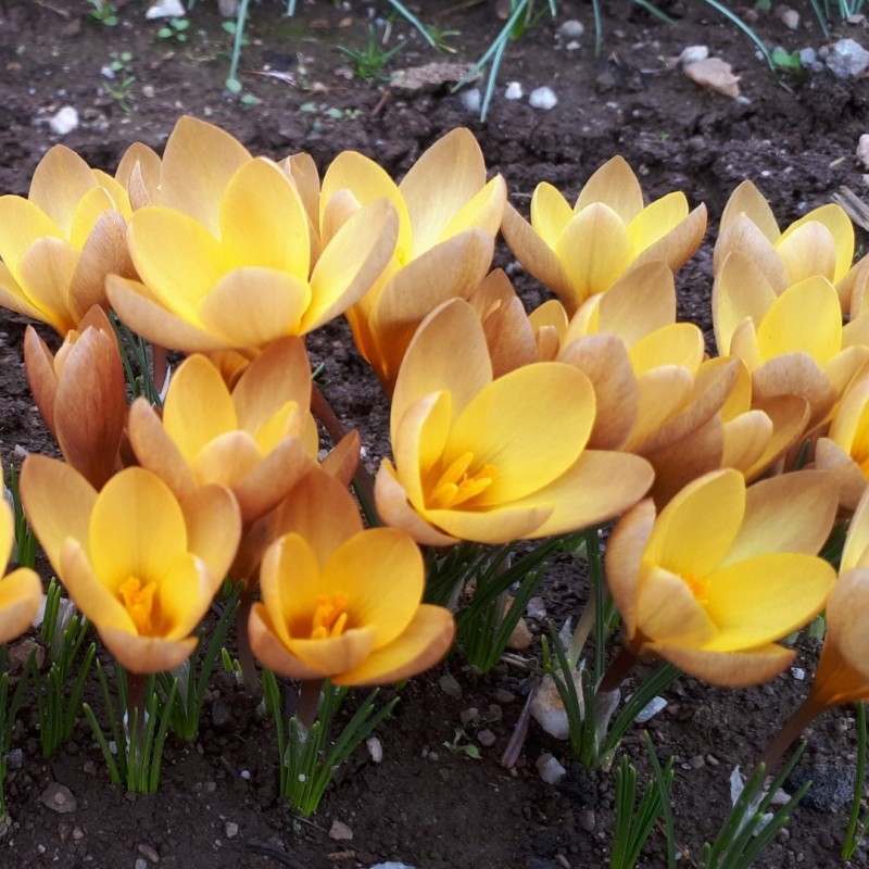 Crocus paulinae Crocus paulinae