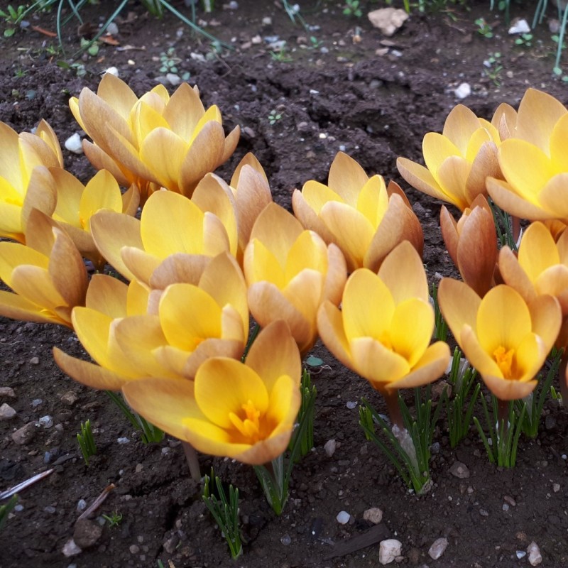 Crocus paulinae Crocus paulinae
