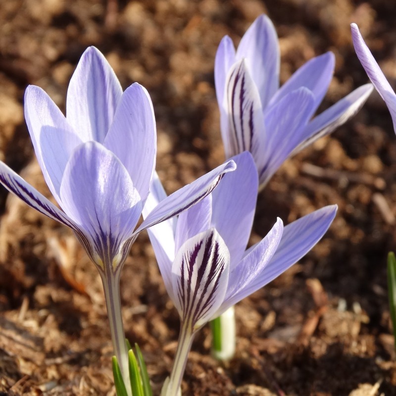 Crocus reticulatus Crocus reticulatus