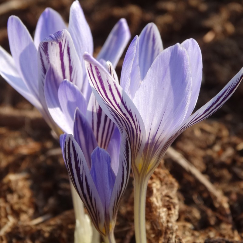 Crocus reticulatus Crocus reticulatus