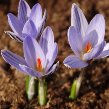 Crocus reticulatus Crocus reticulatus