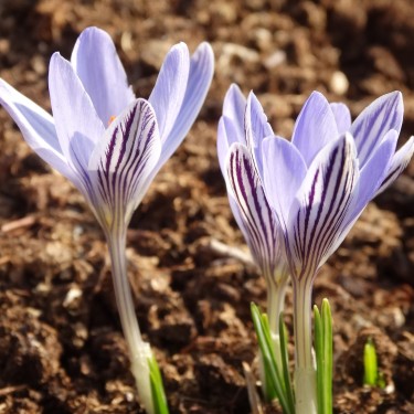 Crocus reticulatus Crocus reticulatus