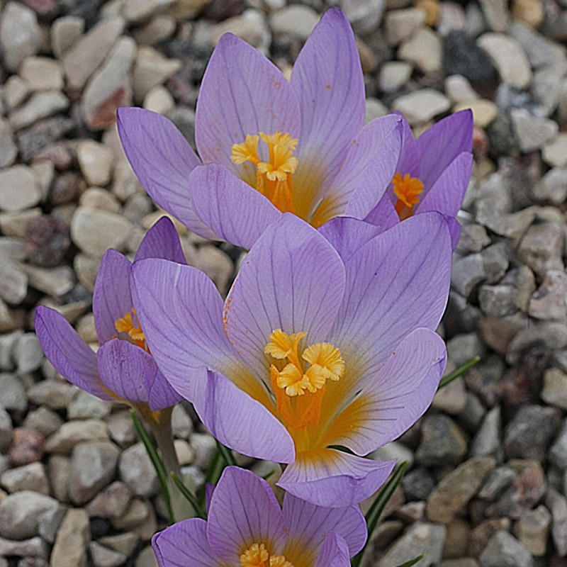 Crocus rujanensis Crocus rujanensis