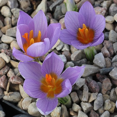 Crocus rujanensis Crocus rujanensis